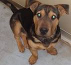 Image result for stray puppy found in australian