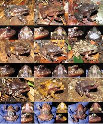 Maybe you would like to learn more about one of these? Taxonomy Systematics And Geographic Distribution Of Ground Frogs Alsodidae Eupsophus A Comprehensive Synthesis Of The Last Six Decades Of Research