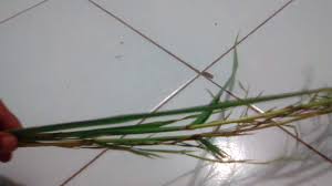 Beli barang antik mustika kembang sereh bunga serai asli original alam terbaru di shopee. Mitos Tentang Bunga Serai Di Jual Youtube