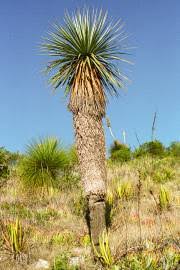 Image result for Nolletia arenosa