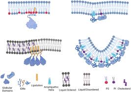 Amphiphile - Wikipedia
