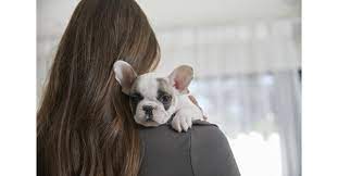 Find adoptable pets near you first select a species then enter your zip and search New Year New Pet Petco Offers Tips For Prioritizing Pet Health And Wellness In 2021