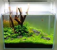 Check spelling or type a new query. Aquascaping My Fish Aus Freude An Der Aquaristik