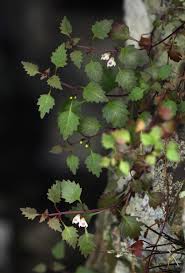 Image result for Stemodiopsis