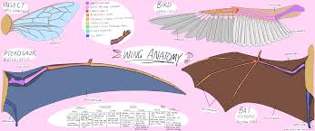 The wing is rotated forwards on its base into flight position. Wing Anatomy