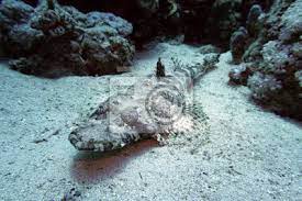 Zur abwehr stellt der krokodilfisch die erste mit stachelstrahlen bewehrte rückenflosse auf. Teppich Krokodilfisch Papilloculiceps Longiceps Fototapete Fototapeten Rotes Meer Reisen Tauchgang Myloview De