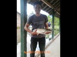 Cara Budidaya Ikan Mas Di Air Kolam Tanah Agar Cepat Panen Dengan Cara Organik Hp 081228611145 Youtube