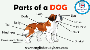 Parts Of A Dog Names English Study Vocabulary English Vocabulary