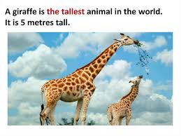 Feb 06, 2018 · the giraffe is the tallest existing terrestrial animal. Amazing Animals Prezentaciya Onlajn