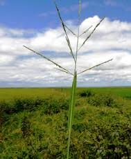 Image result for Panicum subalbidum