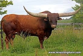 Texas Longhorn Cows Bulls For Sale In Ohio Dickinson Cattle Co Texas Longhorn Reference Sire In 2020 Longhorn Cattle Longhorn Cow Animals With Horns