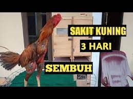 Ukuran ayam bangkok jantan : Cara Mengobati Penyakit Kuning Pada Ayam Bk Bisabo Channel
