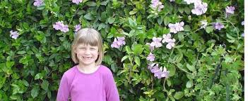 Earlier to bloom than other clematis, sparky blue begins the show in mid to late spring with purple blue flowers around a fluffy yellow center. Bignonia Species Lavender Trumpet Vine Painted Trumpet Argentine Trumpet Vine Violet Trumpetvine Bignonia Callistegioides