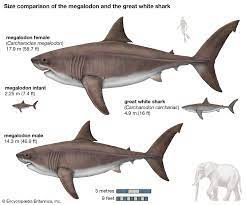 So basically the reason why the megalodon in ark looks like a slightly bigger great white is because it is literally a slightly bigger great white, as its scientific name provided by the dossier suggests a. Megalodon Size Fossil Teeth Facts Britannica