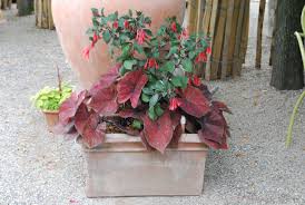 Orange Caladiums And Fuchsia Garden Projects Flower Garden Container Gardening