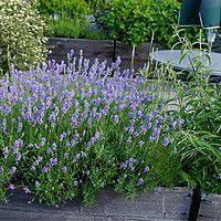 Cet article à été écrit par l'esprit jardin. Quelles Plantes Brise Vue Pour Votre Terrasse Ou Votre Balcon