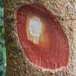 Image result for Ochna schweinfurthiana