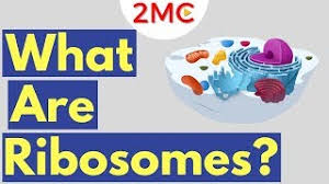 In this article on ribosome facts, we are going to find out the answers to these questions and in the process, we will learn everything about this interesting cell since ribosomes are present in all eukaryotic cells, they are present in both animal and plant cells. What Are Ribosomes Ribosome Function And Structure Youtube