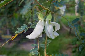 Image result for Craibia grandiflora