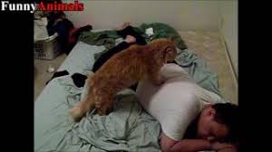 La nivelul țării, această categorie profesională ocupă locul 595. Cats Massage Their Owners The Best Service In The World Video 2017 Youtube