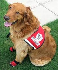 Although service dog vest is optional equipment for service dogs, there are a number of reasons why it is better to get such a vest. Do Service Dogs Have To Wear Vests