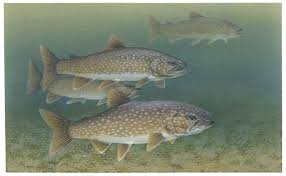 lake trout wikipedia