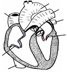 Moving cranially along the abdominal aorta from the renal artery, find the anterior (superior) mesenteric artery. Rat Circulatory