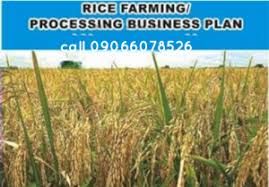 Preserve the agricultural industry by protecting the land alone. Rice Farming And Processing Business Plan In Nigeria 2021 Pdf Best Business Plan In Nigeria