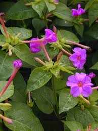 オシロイバナ Mirabilis Jalapa オシロイバナ科 Nyctaginaceae オシロイバナ属 三河の植物観察