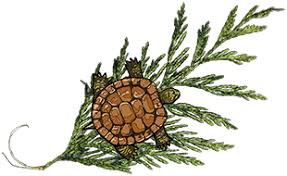 Anne Broyles (Authors)