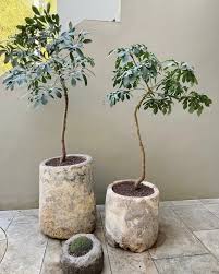 Image result for Cussonia spicata