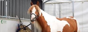 Check spelling or type a new query. Horses And Ponies For Sale Buy Horses Responsibly