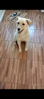 MUCHAS GRACIAS, YA TENEMOS TRANSPORTE💗// Hola buenas tardes, necesito dato  de una persona que tenga vehículo y que acepte a una perrita mediana, para  llevarla a esterilizar.