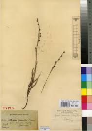 Image result for Napoleonaea gossweileri