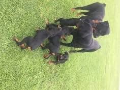 This gorgeous guy is ready and looking for his new family as well. Puppyfinder Com Rottweiler Puppies Puppies For Sale Near Me In Fayetteville North Carolina Usa Page 1 Displays 10