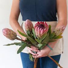 Image result for Protea argyrea