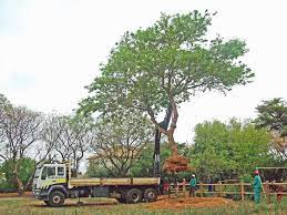 Transplanting Of Acacia Sieberiana Tree At Kyalami Estates Tree Transplanting Specimen Trees Tree