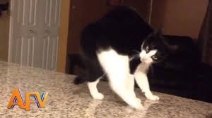 101 Super Weird Cats Afv Funniest Cat Videos 2018 In 2020 Crazy Cats Funny Cat Videos Funny Cats