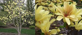 In the spring, loads of blooms precede leaves, emerging from large buds with a creamy yellow col Magnolia Acuminata Butterflies Stonepocket Know What You Grow