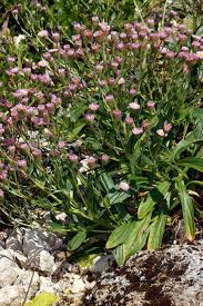 Image result for Dewildemania filifolia