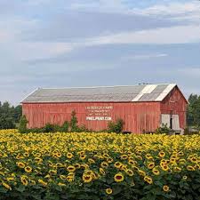Cgp grey/flickr the perfect destination to visit this summer, you can enjoy the vineyard's outdoor patio while you sip on local wine that will leave you relaxed. Sunflowers 5 Fabulous Fields Around Rochester Day Trips Around Rochester Ny