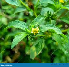 Image result for Synedrella nodiflora