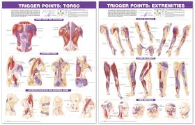 Upper Back Trigger Points Chart Www Bedowntowndaytona Com