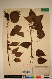 Image result for Acalypha racemosa