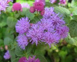 Mosquito Repelling Plants Container Safe For Dogs Patios Landscaping Outdoor Living Blessmyweeds Com Mosquito Repelling Plants Mosquito Plants Plants