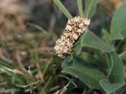 Image result for Hadena irregularis