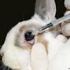 Makeup brands use animals to test their new cosmetics. 1