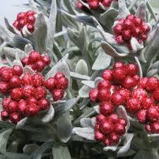 Image result for Helichrysum rhodellum