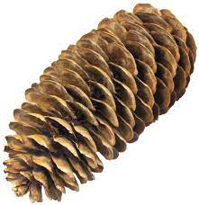 Pine Cone Png Image Pine Cones Conifers Pine