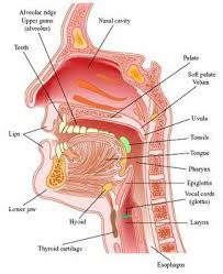Vocal Organs On Higgins Writing Table Speech Pathology Speech Language Therapy Speech And Language